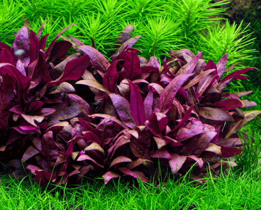 Alternanthera reineckii 'Rosanervig'